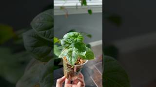 ✨ Watch my Alocasia Dragon Scale grow in sphagnum moss so satisfying 🌿alocasiadragonscale [upl. by Eneloj]