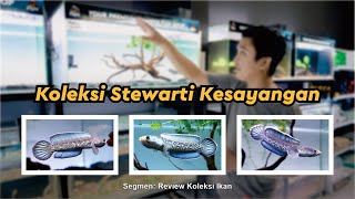 Review Stewarti Kesayangan [upl. by Ahtamat]