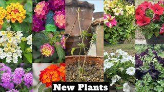 How to Grow Lantana Plant  Summer Flowers  Lantana Plant Care [upl. by Ettenotna]