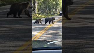 Grizzly Bears Yellowstone [upl. by Sheldon]