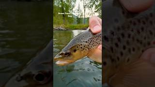 Fishing Montana Brown Trout 🧈 [upl. by Root605]