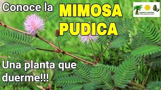 Propiedades medicinales de la MIMOSA PUDICA [upl. by Leanora]