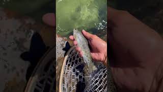 Efficient Angling Smart Techniques for Fishing in Clear Waters [upl. by Aikkan916]