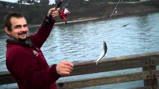 Yaquina Bay Herring Action [upl. by Wendye]