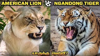 American Lion vs Ngandong Tiger in Tamil  அமெரிக்க சிங்கம் vs நான்டாங் புலி  Savage Point [upl. by Ellehcit214]