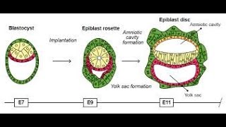 Formation of the Amniotic cavity  Amniotic fluid  Amniotic membrane [upl. by Eal958]