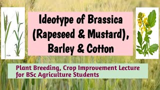 Ideotype of Brassica Rapeseed amp Mustard barley and cotton [upl. by Revert]