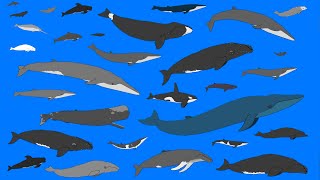 Whales and Dolphins  Animated Size Comparison  What is the largest whale NEW [upl. by Orgell899]