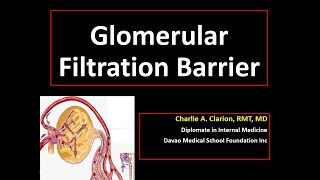 Glomerular Filtration Barrier [upl. by Latonia]