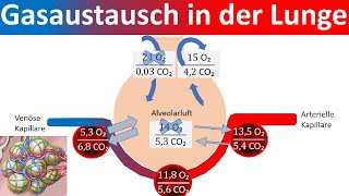 Gasaustausch in der Lunge  Äußere Atmung Biologie Oberstufe [upl. by Tager906]