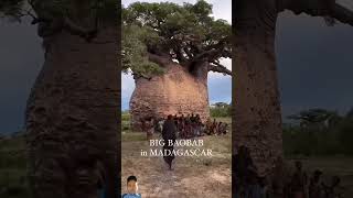 Baobabs play a key role in their ecosystem🌳🌳❤️nature baobab baobabtree mothernature shorts [upl. by Gati757]