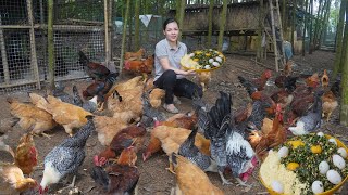 Raising Organic Chickens in The Forest Processing Natural Food for Chickens to Lay Lots of Eggs [upl. by Anigroeg]