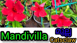 Mandivilla stock arrived jasmine catsclaw Mandivilla stand amplove care howtocare plant [upl. by Brodeur57]