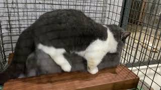 Cat in heat 😻  Munchkin Mate  Cat breeding 😺 [upl. by Amoeji]