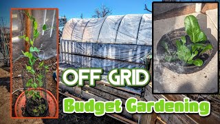 BUDGET GARDENING OFF GRID HOMESTEADING [upl. by Lahsram]