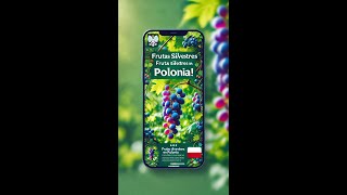 🍇 Sorprendente Fruta Silvestre en Polonia ¡Uvas en el Bosque 🇵🇱 shorts [upl. by Amador921]