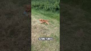 I’m on the zone dog puppie doglife dogshorts shorts fyp cute funny puppyvideos subscribe [upl. by Rettuc716]