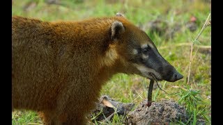 Caracara and Coati Fight Over Food  Wild Brazil  BBC Earth [upl. by Engle]