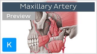 Maxillary Artery Anatomy Overview preview  Human Anatomy  Kenhub [upl. by Swigart]