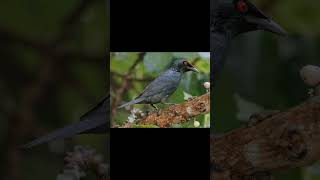 Asian Glossy Starling birds birdsounds birdslover natureandbirdssoundsrelaxingmusic [upl. by Oir]