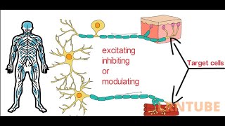 Neurotransmitters Classification Types and Functions [upl. by Maxa]