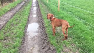 7 Stages of a Vizsla Walk [upl. by Lyris733]