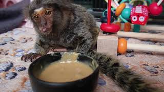 Baby Marmoset Monkey quotDaiseyquot Tries Some quotCashew Butterquot fingermonkey adorablepets [upl. by Banyaz]