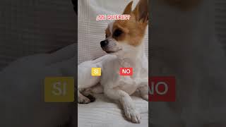 ⚠️NO DESLICES⚠️  chihuahua perros amigochihuahua [upl. by Ynnam883]