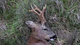 Roe deer hunting with Felix Lalanne [upl. by Bailey555]