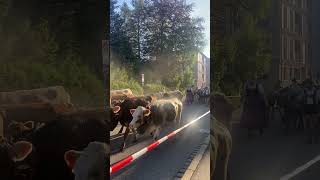 Cows Parade in German Alps VIEHSCHEID IMMENSTADT germany [upl. by Fonda331]