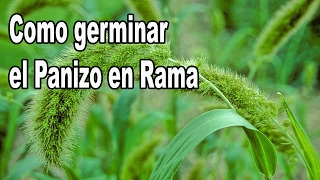 Como Germinar el Panizo en Rama [upl. by Lopez]