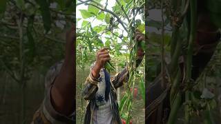 Sem ki harvesting ♥️shortsvideo youtubeshort agriculture farming tarrace kisan kitchengarden [upl. by Thorr]