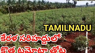 TAMILNADU NEW TOMATO CROP [upl. by Mok665]