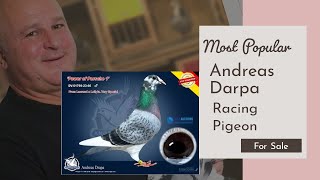 quot Mega Porsche quot Great Racing Pigeon From quot Andreas Darpas quot Bloodline For Sale In M amp C Auctions [upl. by Sathrum103]