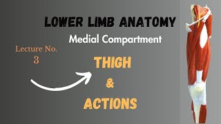 Muscles of Medial Compartment of Thigh and Actions Lower Limb Anatomy Notes Lecture No 3 [upl. by Nilved]