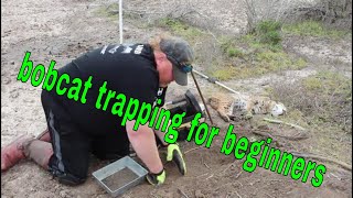 bobcat trapping for beginners HOW TO [upl. by Alie331]