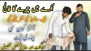 Listeriosis in Goat  Dr Mohsin [upl. by Harris]