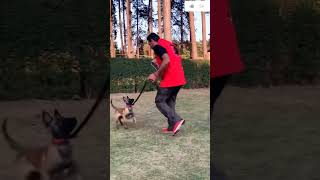 personalfamily protection dog training DogTraining Dogtraininginhindi Dogshortsfeed shorts [upl. by Grimbald]