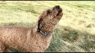 Poodle HOWLING AT OTHER DOGS [upl. by Adnilreh682]