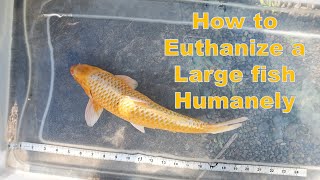 Humanely Euthanizing your Koi or Other Large Fish [upl. by Laurens]