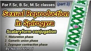 SEXUAL REPRODUCTION IN SPIROGYRA  स्पाइरोग्रा में यौन प्रजनन  SCALARIFORM CONJUGATION [upl. by Ligriv]