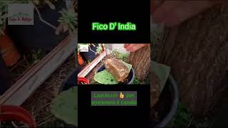 Fico d india  talea per moltiplicare il una pianta di fichi d india in poco tempo [upl. by Silyhp]