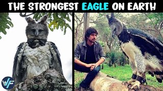 Harpy Eagle  The Strongest Eagle on Earth [upl. by Ahcire]