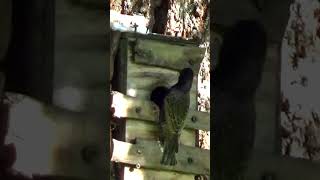 European Starling Feeding its Chicks in the Nest shorts [upl. by Egiap]