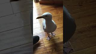 Impy the wild Seagull demands attention [upl. by Ahsieket475]