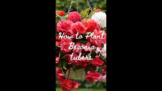 How to Plant Begonia Tubers  Get Ready For Summer ☀️ [upl. by Alauqahs]