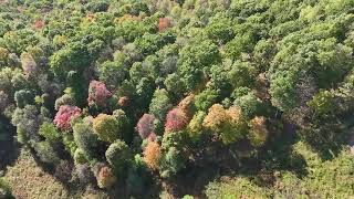 8225 Acres Pyles Fork Rd Mannington WV  Virtual Tours [upl. by Eicram]