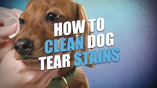 How to Remove Dog Tear Stains Naturally Quick Safe and Easy [upl. by Pennebaker]