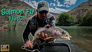 Fly Fishing the 2023 SALMON FLY HATCH on the Lower Deschutes River High amp OffColor Water [upl. by Ennazzus]