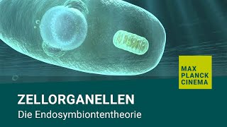 Zellorganellen  Die Endosymbiontentheorie [upl. by Emery299]